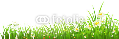 Green grass and flowers on white, vector illustration