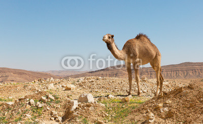 camel in the Negev desert