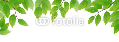 Fresh green leaves on white background, vector illustration