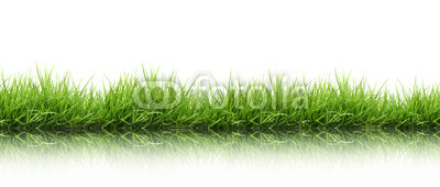 fresh spring green grass isolated