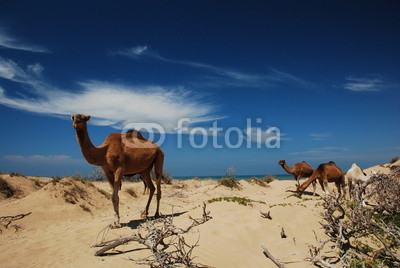 Camels