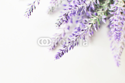 Lavender branch on a white background
