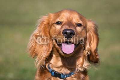 Cockapoo