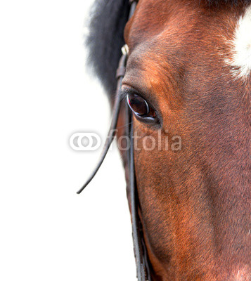 Bay horse close up on a white background.