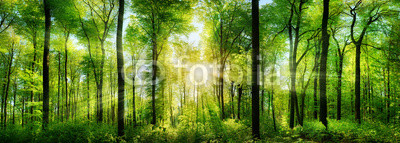 Wald Panorama mit Sonnenstrahlen