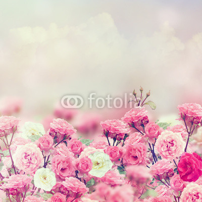 Rose Flowers