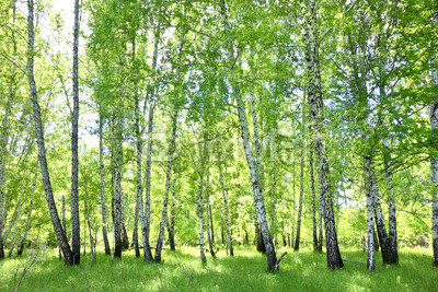 birch forest