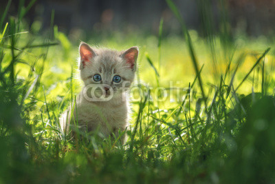 kitten
