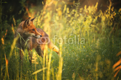 Fox on the summer forest