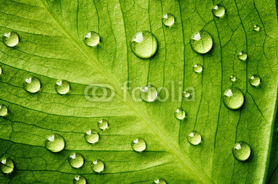 Green leaf with drops of water