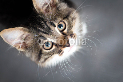 little fluffy kitten on a gray background