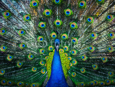 beautiful peacock