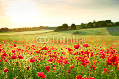 Close up poppy field