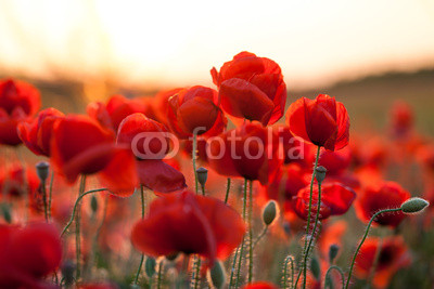 feuriger Mohn