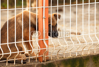 sad puppie behind fence