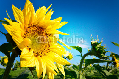 Sunflower and blue sky