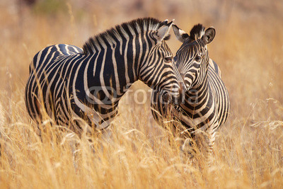 Two zebras in long grass