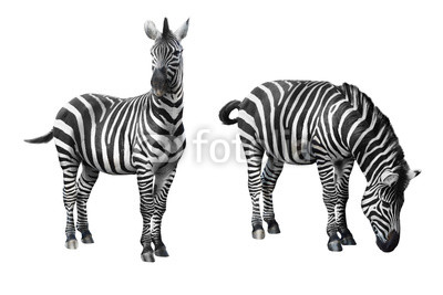 Zebra isolated on white background