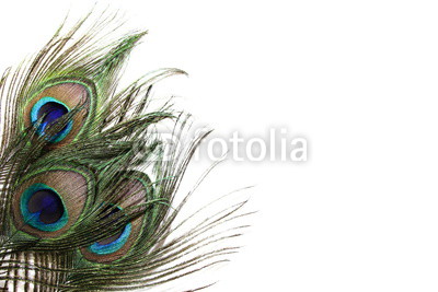 Peacock Feather