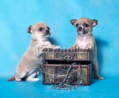puppies and chest