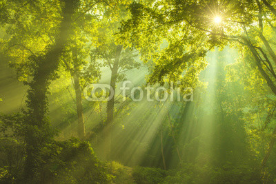 The Forest of Heaven