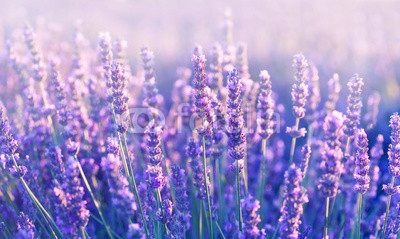 Lavender flowers