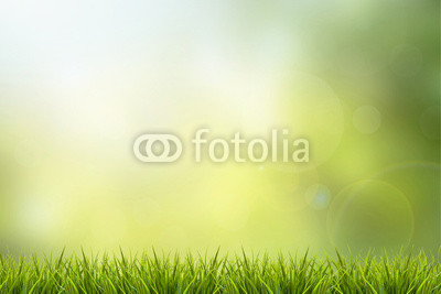 Grass and green nature blurred background