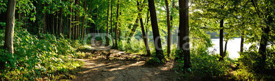 trail in the forest