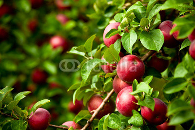 Organic red ripe apples on the orchard tree with green leaves