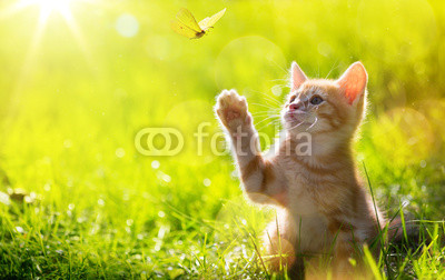 art Young cat / kitten hunting a ladybug with Back Lit