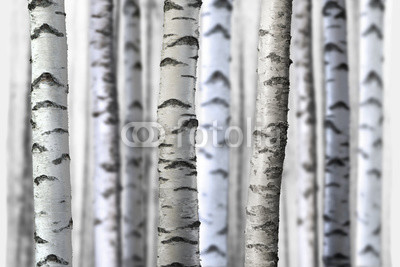 seamless birch trees