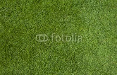 Green grass texture