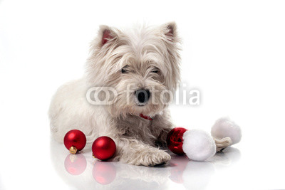 west highland white terrier on sled between christmas decoration, white background