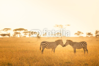 Zebra Love in the Serengeti