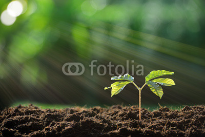 Young plant in the morning light on nature background