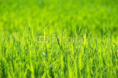 Green grass