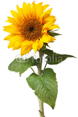 sunflower isolated