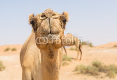 wild camel in the hot dry middle eastern desert uae