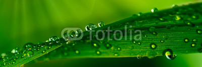 Water droplets on grass