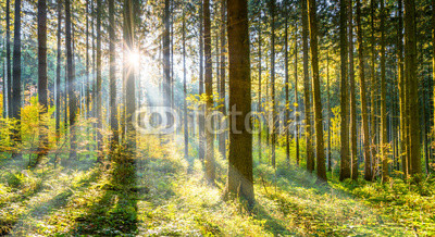 Wald im Sonnenschein