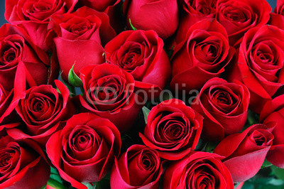 red rose background