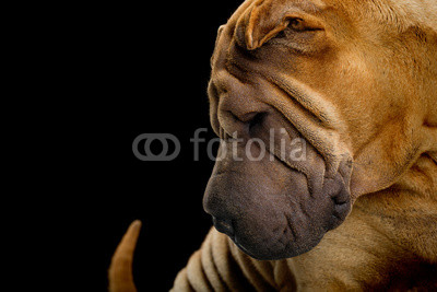 shar-pei posiert im studio