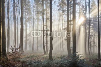 Sun rays through the foggy forrest