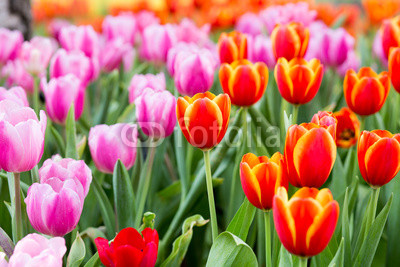 Tulip flower fields