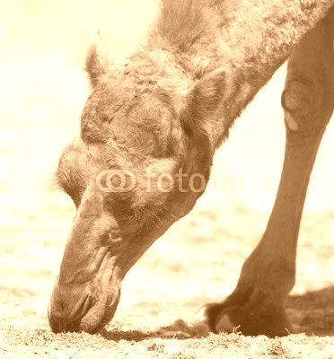 Camel in nature