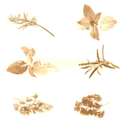 Set of Fresh Herbs