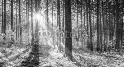 Wald im Sonnenschein