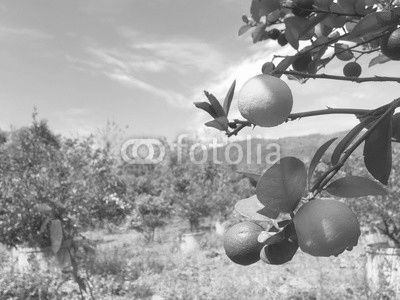 Lemom tree in the thai fruit garden background