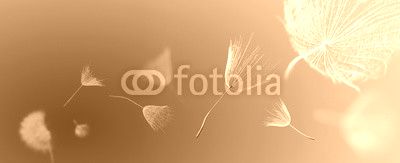 flying dandelion seeds on a blue background