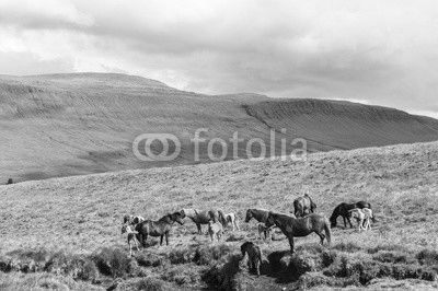 Icelandic horses